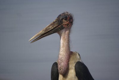 Marabou Stork closeup.jpg
