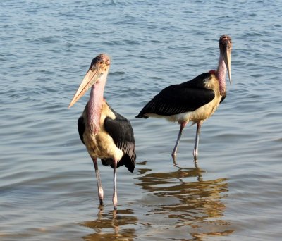 Marabou Stork.jpg