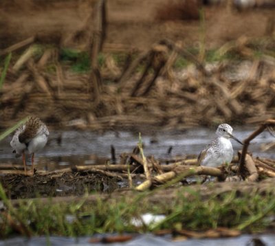 Marsh Sandpiper, Ruff.jpg