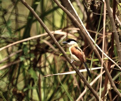 Marsh Tschagra.jpg