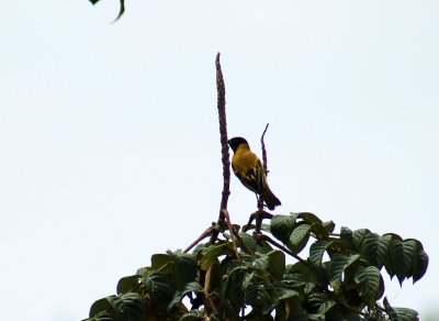 Montane Oriole.jpg