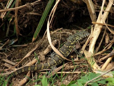 Nile Monitor.jpg