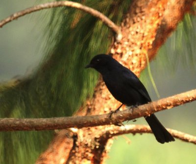 Northern Black Flycatcher.jpg