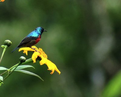 Northern Double-collared Sunbird.jpg