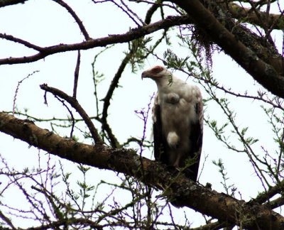 Palm-nut Vulture.jpg