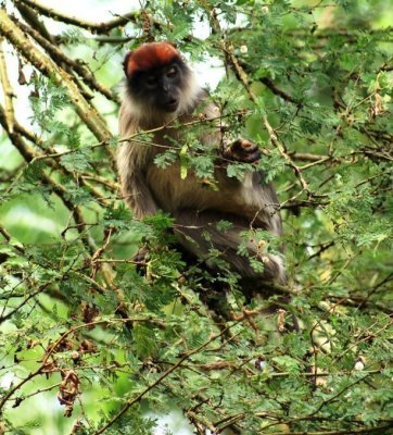 Patas Monkey.jpg