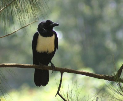 Pied Crow.jpg