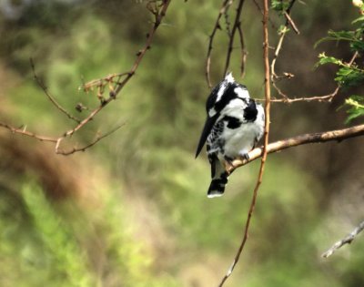 Pied Kingfisher 2.jpg
