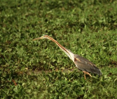 Purple Heron. 2jpg.jpg