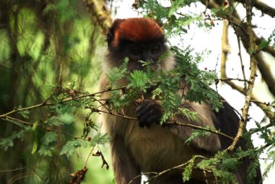 Red Colobus.jpg