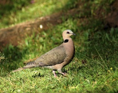 Red-eyed Dove.jpg