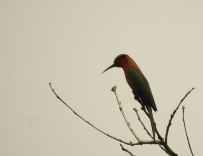 Red-throated Bee-eater.jpg