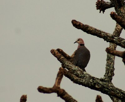 Ringnecked Dove.jpg