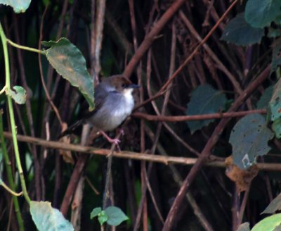 Rufous-crowned Eromela.jpg