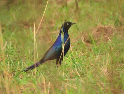 Ruppel's Long-tailed Starling 2.jpg