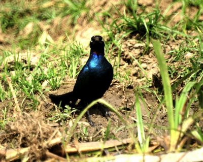 Ruppel's Long-tailed Starling.jpg