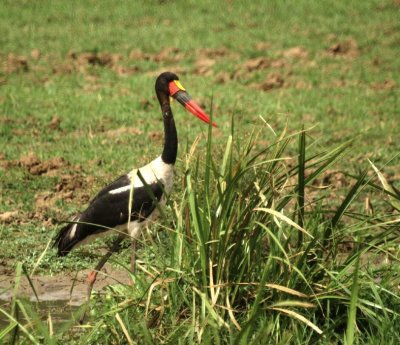 Saddle-billed Stork.jpg
