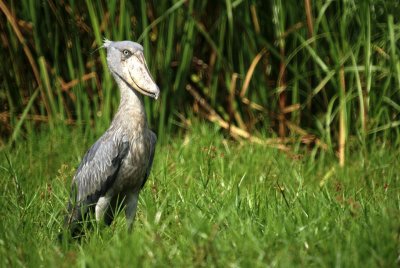 Shoebill.jpg