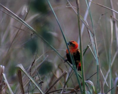 Southern Red Bishop.jpg
