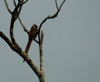 Speckled Mousebird 3.jpg