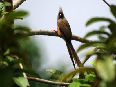 Speckled Mousebird 2.jpg