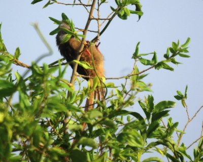 Speckled Mousebird.jpg