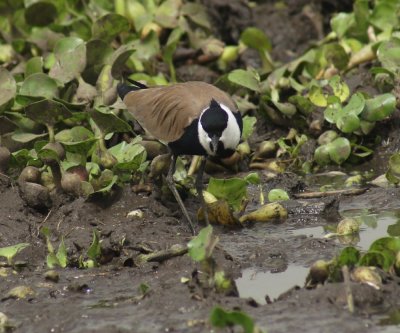 Spur-winged Lapwing 2.jpg