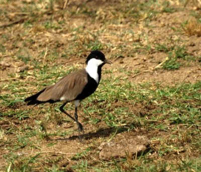 Spur-winged Lapwng.jpg