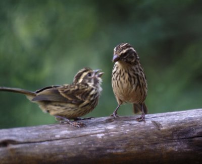 Streaky Seedeater.jpg
