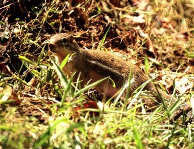 Striped Ground Squirrel.jpg