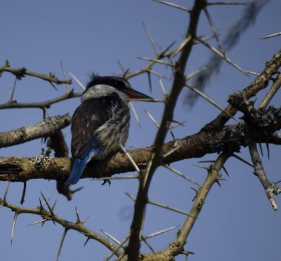 Striped Kingfisher.jpg