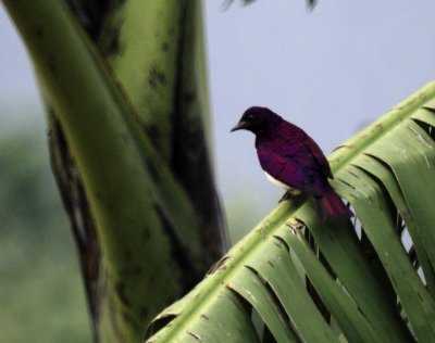 Violet-backed Starling.jpg