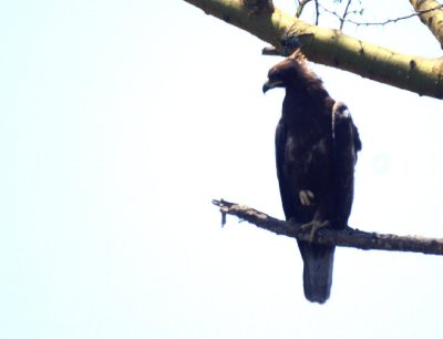 Wahlberg's Eagle.jpg