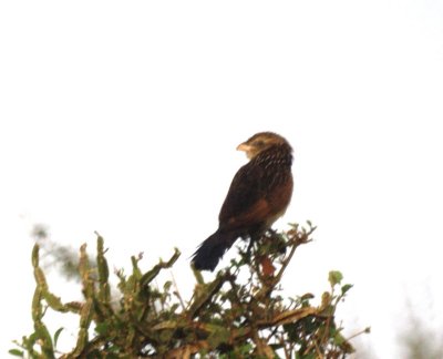White -browed Couclal 2.jpg