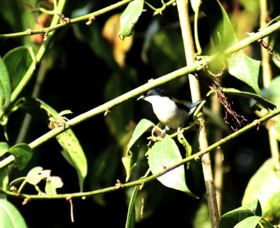 White-breated Negro-Finch.jpg