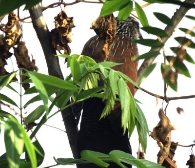 White-browed Coucal.jpg