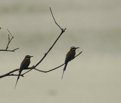 White-throated Bee-eater.jpg