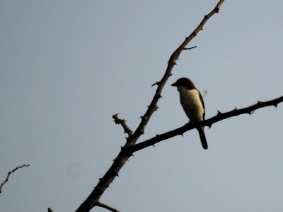 Woodchat Shrike.jpg