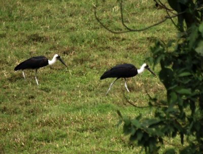 Wooly-necked Stork 2.jpg