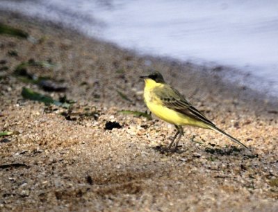 Yellow wagtail 2.jpg