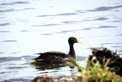 Yellow-billed Duck.jpg