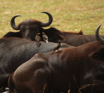 Yellow-billed Oxpecker on Cape Buffalo.jpg