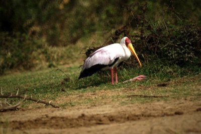 Yellow-billed Stork.jpg