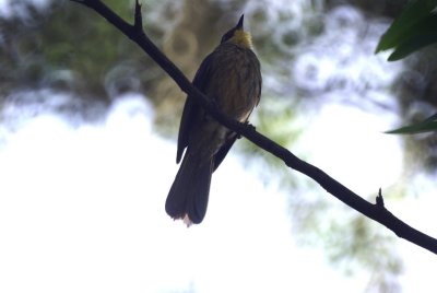 Yellow-throated Greenbul.jpg