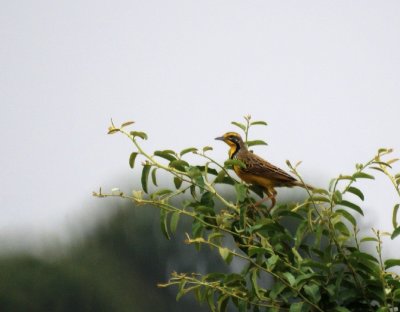 Yellow-throated Longclaw.jpg