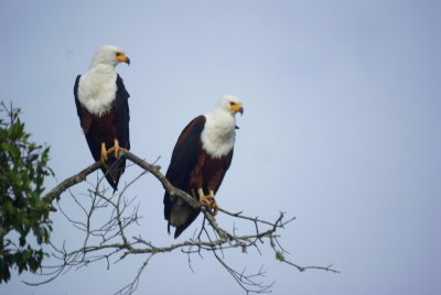 African Fish Eagle 2.jpg