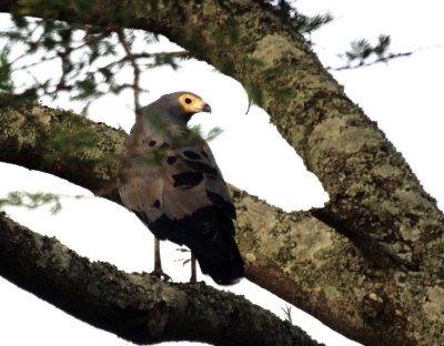 African Harrier-Hawk 23jpg.jpg