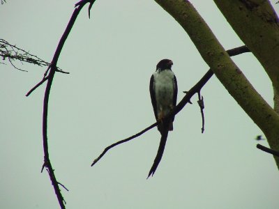 Augur Buzzard2.jpg