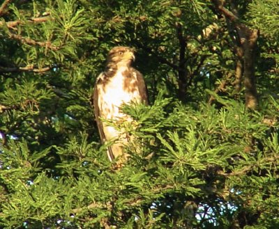 Augur Buzzard3.jpg