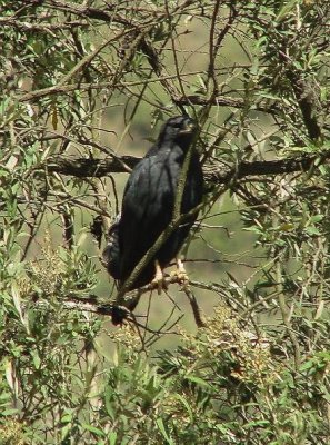 Augur Buzzard4.jpg